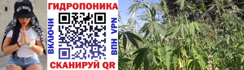 Бошки марихуана сатива  закладка  Северодвинск 